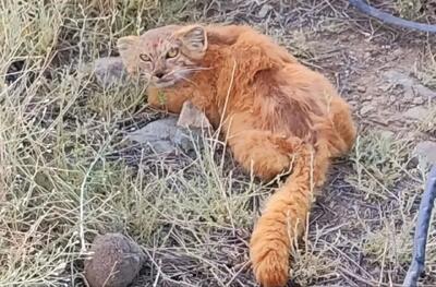 گونه کمیاب گربه پالاس در جیرفت مشاهده شد + فیلم