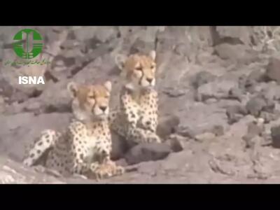 مشاهده ۲ یوزپلنگ آسیایی در منطقه یوزکنام پل ابریشم سمنان