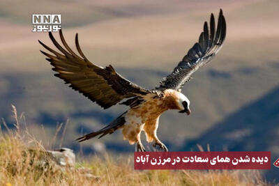 نورنما | دیده شدن همای سعادت در مرزن‌آباد