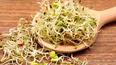 اثبات خواص افزایش طول عمر و ضد پیری جوانه گندم
