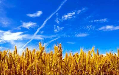 قیمت خرید تضمینی گندم کی اعلام می شود؟