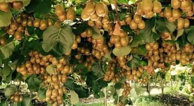 باغ‌های کیوی گیلان؛ درخشش فرصت‌های اقتصادی و پتانسیل‌های کشاورزی