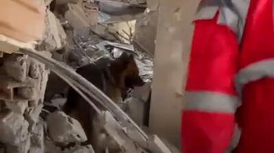 مهارت سگ هلال احمر در جنگ دوازده روزه را ببینید