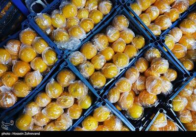 پیش‌بینی تولید 11.5 میلیون تن میوه در مناطق سردسیری و خشک - تسنیم
