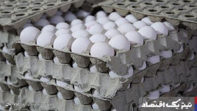 تولید تخم مرغ حداقل ۲۵ درصد افزایش می‌یابد/سرانه مصرف تخم مرغ به ۲۵۰ عدد رسید
