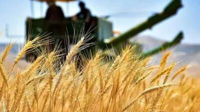 تحویل ۱۲۷ هزار تن گندم در کردستان