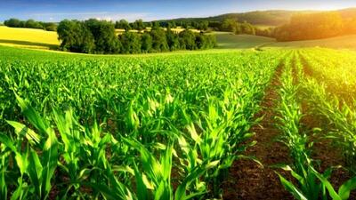 محدودیتی برای کشاورزی قراردادی وجود ندارد