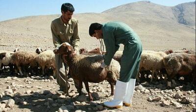 آمار تب مالت در کشور و هشدار پوشش ناکافی واکسیناسیون در دام‌ها