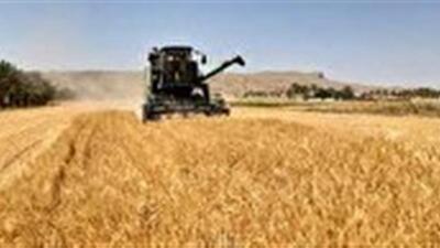 خرید گندم در خراسان شمالی از ۴۳ هزار تُن گذشت
