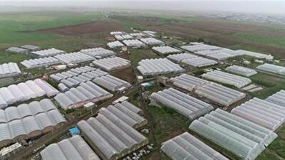 تولید سالیانه ۴۷ هزار تن محصول گلخانه ای در زنجان