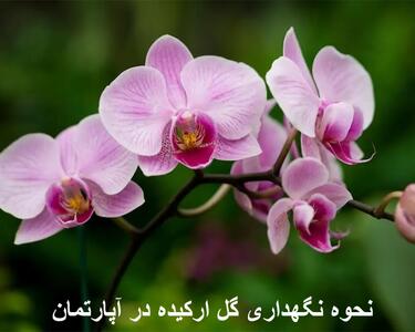 نحوه نگهداری گل ارکیده در آپارتمان + نحوه آبیاری و خاک و گلدان مناسب گل ارکیده