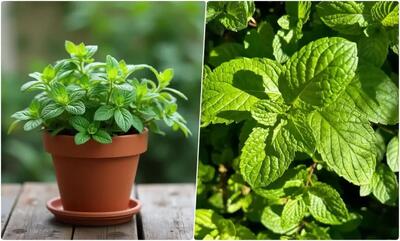 چگونه گیاه نعناع فلفلی را در خانه پرورش دهیم؟