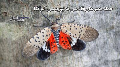 حمله مگس های فانوسی به نیوجرسی آمریکا / خفاش‌ها برای مقابله به میدان آمدند (فیلم)