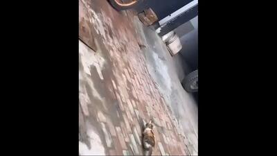 گربه هایپر سونیک! (فیلم)