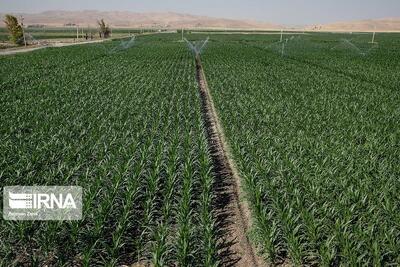 آبی سازی اراضی دیم از اولویت های جهاد کشاورزی کردستان است