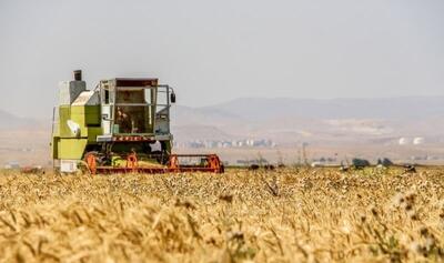 نیمی از مطالبات گندمکاران پرداخت شد