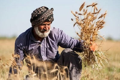 پرداخت نیمی از مطالبات گندم‌کاران آغاز شد +فیلم