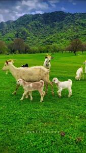 فیلم تماشای مناظر دیدنی دره اناران