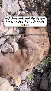فیلم صحنه‌ دلخراش جان دادن  خرس مادر در برابر چشمان توله‌هایش در ایران / محیط بان جگرسوخته منتشر کرد