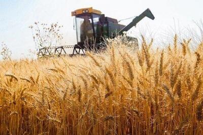 خرید تضمینی گندم به ۵ میلیون و ۴۰۰ هزارتن رسید