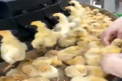 نبرد برای بقا؛ جوجه ها رو فله ای از ملاج واکسن زدن بعد تو حالت منگی رو هم تلنبار کردن