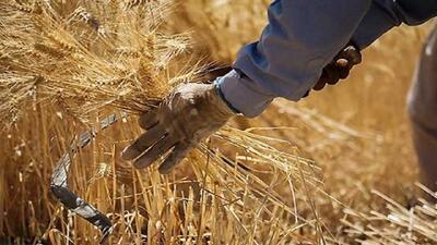 خشکسالی مسبب کاهش تولید گندم در چهارمحال و بختیاری/ ۶۰ درصد دیمزار‌ها از بین رفته است