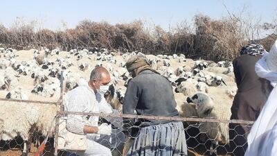 بیش‌از ۸۲ هزار خدمت رایگان جهادی توسط دامپزشکی در شهرستان هامون انجام شد