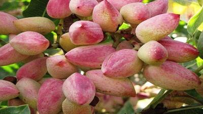ایلخچی قابلیت تبدیل به قطب تولید پسته آذربایجان‌شرقی را دارد