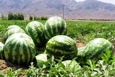 فواید شگفت انگیز هندوانه