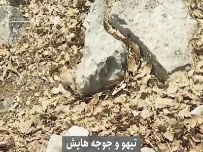 لنز چوپان کهگیلویه‌ای راز پنهان تیهو را فاش کرد