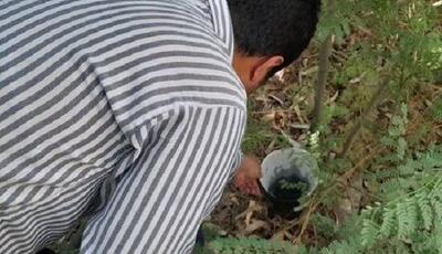 تله‌گذاری نقاط پرخطر چهارمحال و بختیاری برای شناسایی پشه آئدس