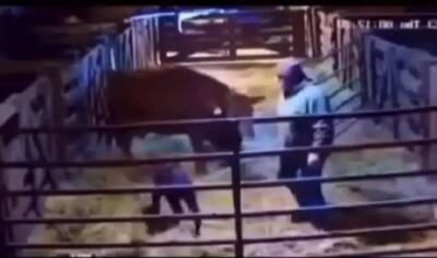 حمله وحشیانه گاو مادر به گاودار