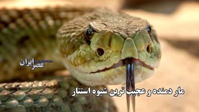 کشفی شگفت‌انگیز درباره مار دمنده: عجیب ترین شیوه استتار (فیلم)