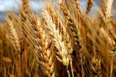 خرید بیش از ۲۱۱ هزار تُن گندم از کشاورزان کردستانی