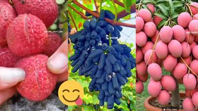 برش خوشمزه میوه های تازه / کلیپ میوه های خوشمزه!