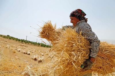 آسیب به امنیت غذایی کشور درصورت ابلاغ دیرهنگام نرخ خرید تضمینی
