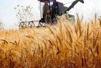 مطالبات گندمکاران پرداخت شد + جزئیات