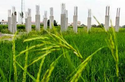 شناسایی ۳۶ هکتار تغییر کاربری غیرمجاز زمین‌های کشاورزی و باغی در گیلان