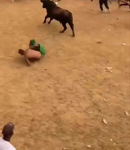 فیلم حمله گاو به مرد در میدان گاوبازی
