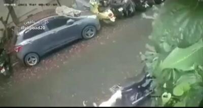فیلم انتقام سگ از مردی که با سنگ به او حمله کره بود