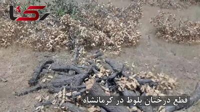 قیمت مرگ بلوط: دو درخت ۵۰ ساله، فقط ۳۰۰ هزار تومان / مرگ تدریجی جنگل‌های بلوط کرمانشاه + فیلم