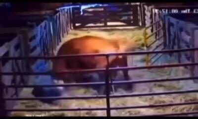 فیلم حمله خشونت‌آمیز گاو مادر به گاودار