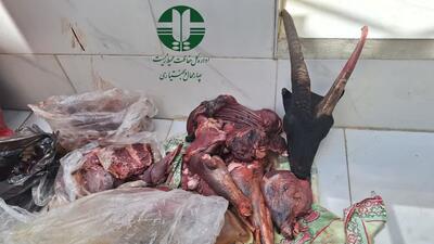 شکارچی کل وحشی در منطقه حفاظت شده سبزکوه شناسایی شد