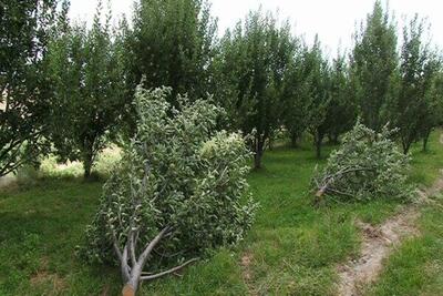خسارت به منابع طبیعی اردبیل با قطع غیرمجاز درختان جنگل