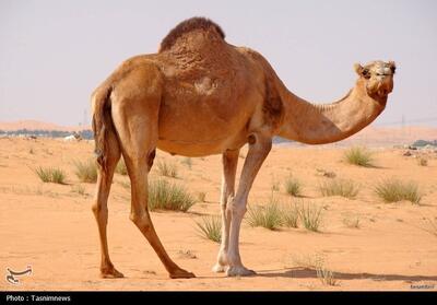 جمع‌آوری شترهای مازاد و نهال‌کاری اولویت اصلی مقابله با گردوغبار قم - تسنیم