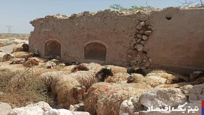 قیمت دام زنده امروز ۲۳ تیر ۱۴۰۴
