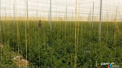 اجرای کشت سایبانی گوجه فرنگی برای نخستین‌بار در زنجان + فیلم