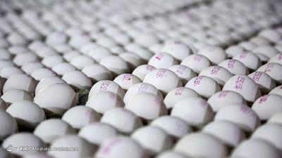 خرید حمایتی تخم مرغ به ۱۵۰۰ تن رسید