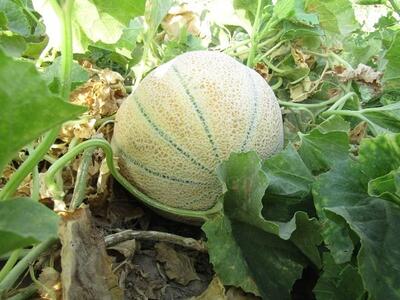 از خواص میوه طالبی در گرمای تابستان غافل نشوید!