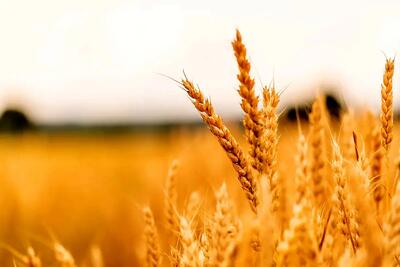 کاهش ۲۲ درصدی خرید تضمینی گندم/ چاره‌ای جز واردات نداریم